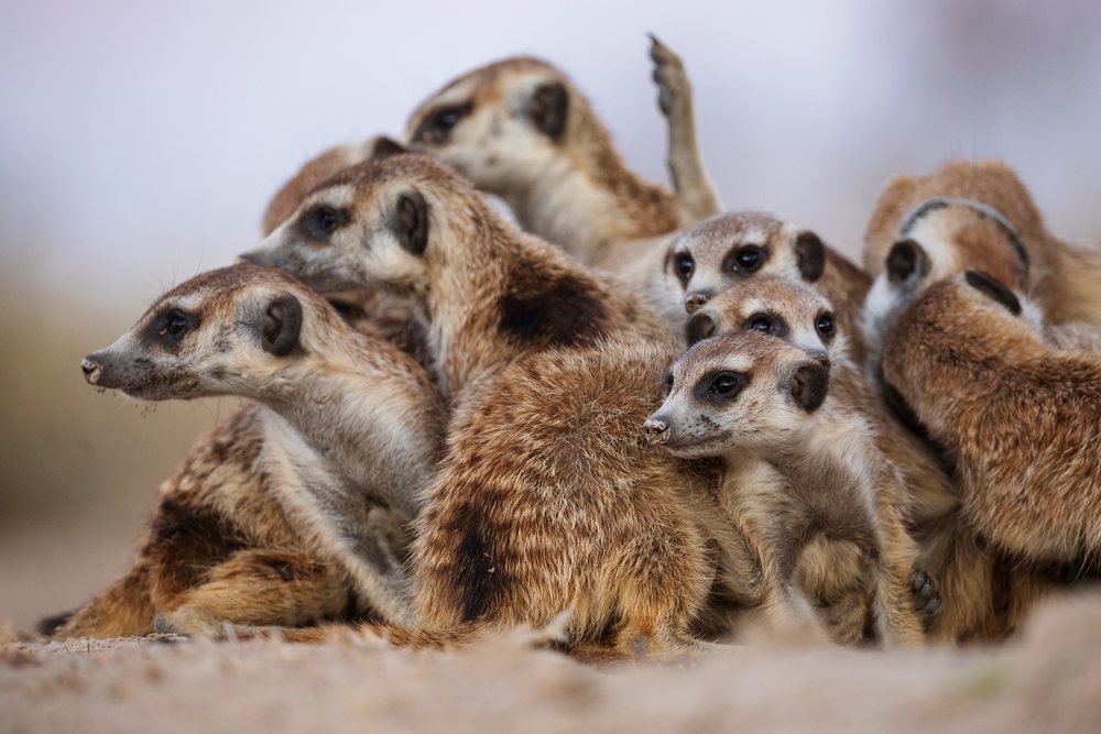Group of meerkats huddling closely on sandy ground in the Kalahari Desert at the Kalahari Research Center, Wildlife, Vanzylsrus, Northern Cape, South Africa.