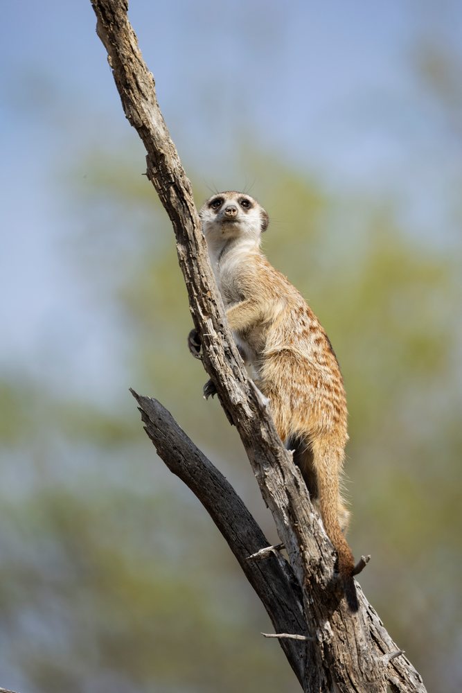 Meerkat climbing a dead tree acting as a sentry in the Kalahari Desert at the Kalahari Research Center, Wildlife, Vanzylsrus, Northern Cape, South Africa.
