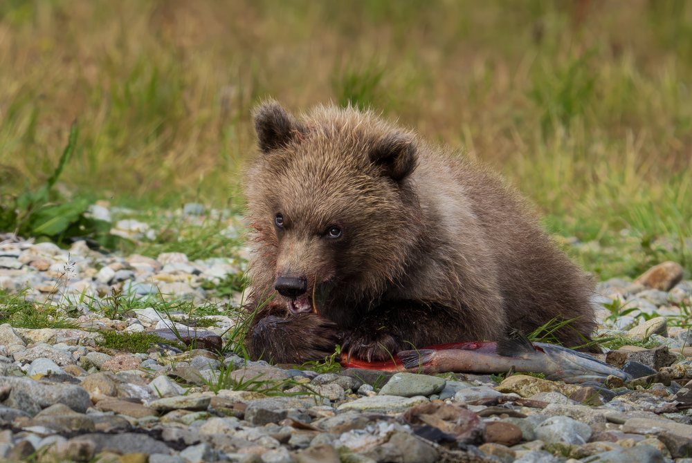 Alaskan Brown bear cub eating a salmon on a rocky riverbank with grass, Katmai National Park, Alaska, USA.