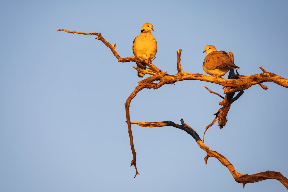 Two ring-necked doves perched on dry leafless tree branches at Sunset, landscape, wildlife, Windhoek, Khomas Region, Namibia.
