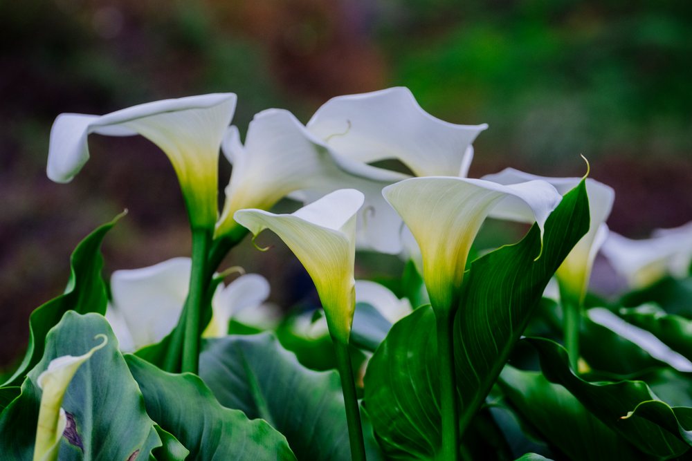 White calla lilies with green leaves and curved petals blooming, Garrapata State Park, California, USA.