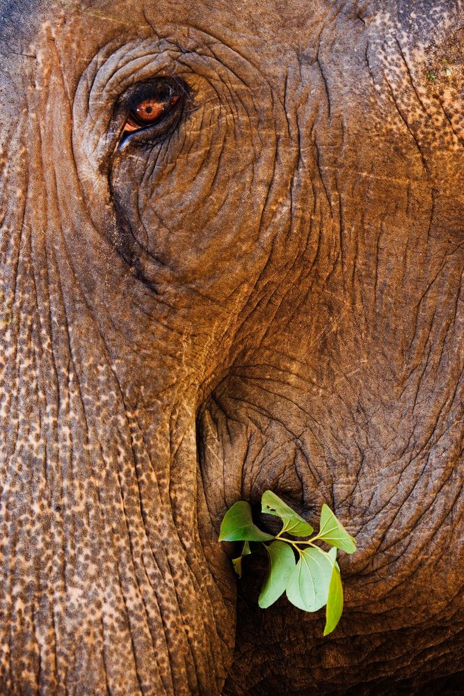 Close-up of an elephant's eye and trunk holding green leaves.