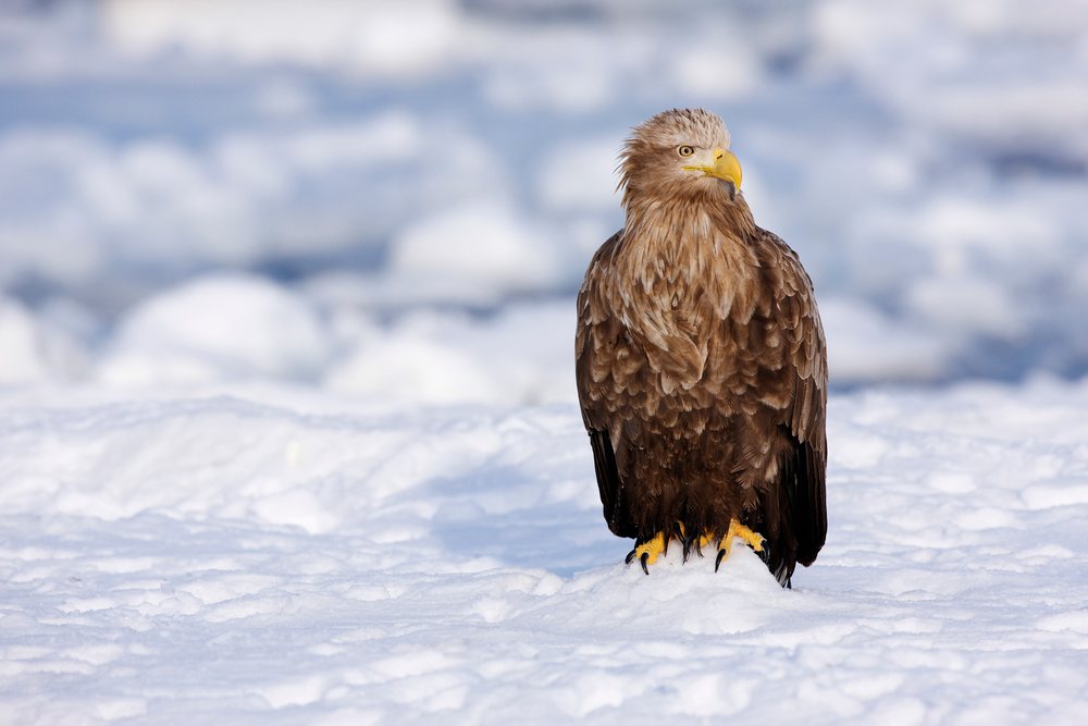 White-tailed eagle perched on snow, Hokkaido, Japan.