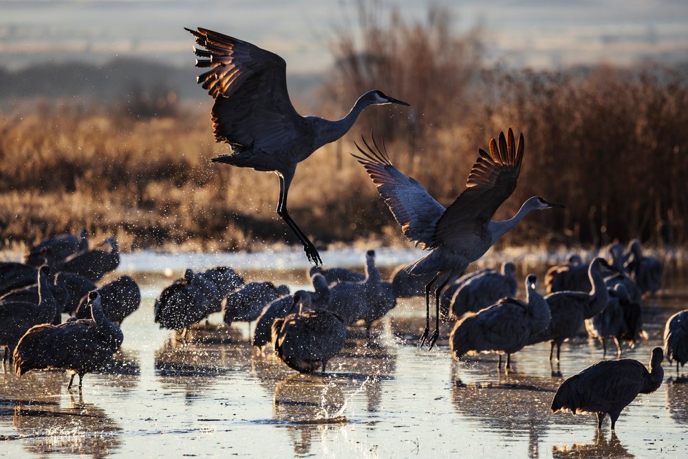 Sandhill cranes take off from a roosting pond at Ladd S Gordon Waterfowl Complex in New Mexico Desert Southwest during morning light, landscape, wildlife, Bernardo Waterfowl Management Ar, USA.