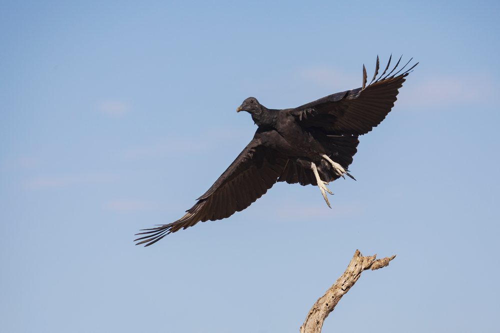 Black Vulture spreads its wings in Flight near a dead branch at Santa Clara Ranch, Wildlife, Rio Grande Valley, Texas, USA.