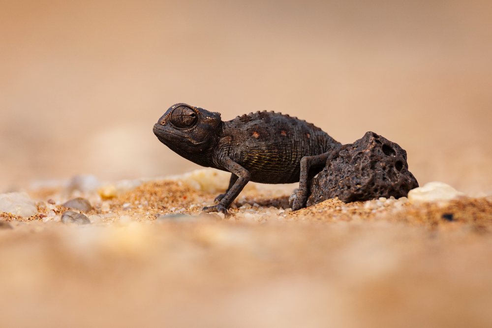Dark-colored Namaqua Chameleon with textured skin rests on sandy desert ground beside a porous rock in Namibia's Karas region, landscape, wildlife, Swakopmund.