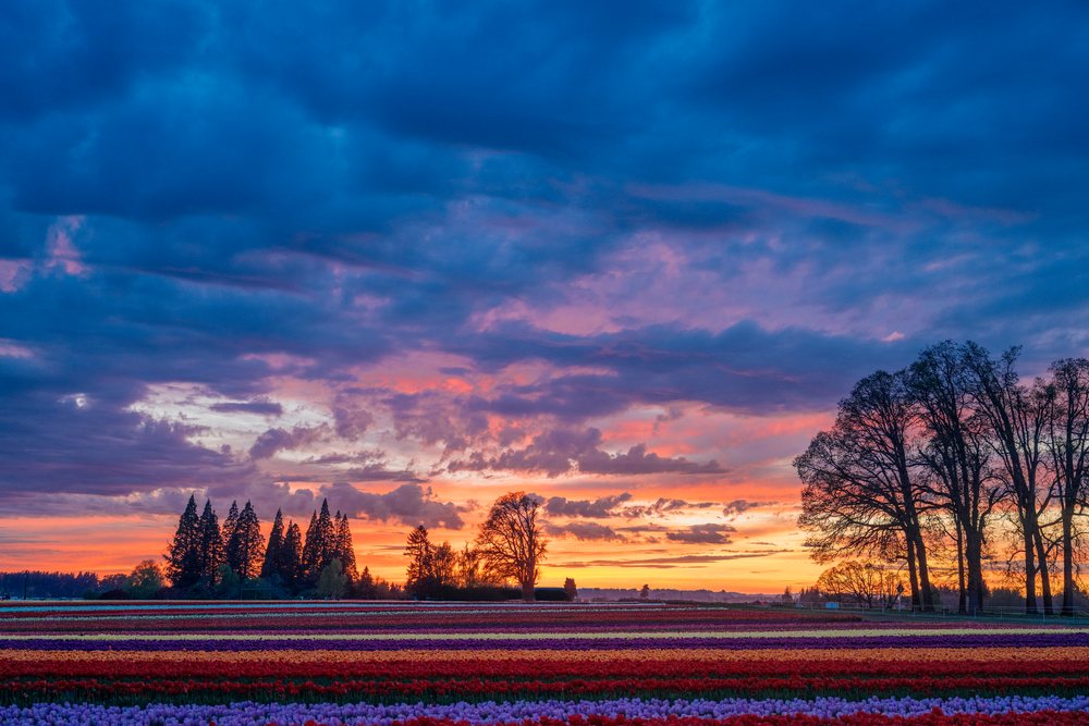 Rows of colorful tulips stretch across a flat agricultural field with silhouetted trees and clouds at sunset, WA, USA.