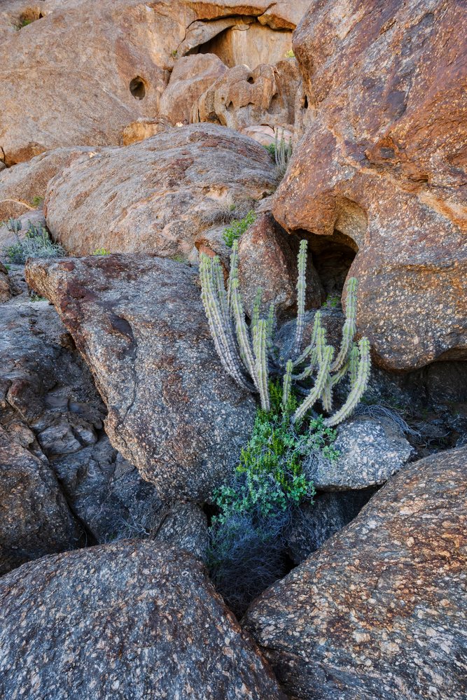 Euphorbia succulent plant among Granite Rocks in stone valley, landscape, wildlife, Purros, Kunene Region, Namibia.