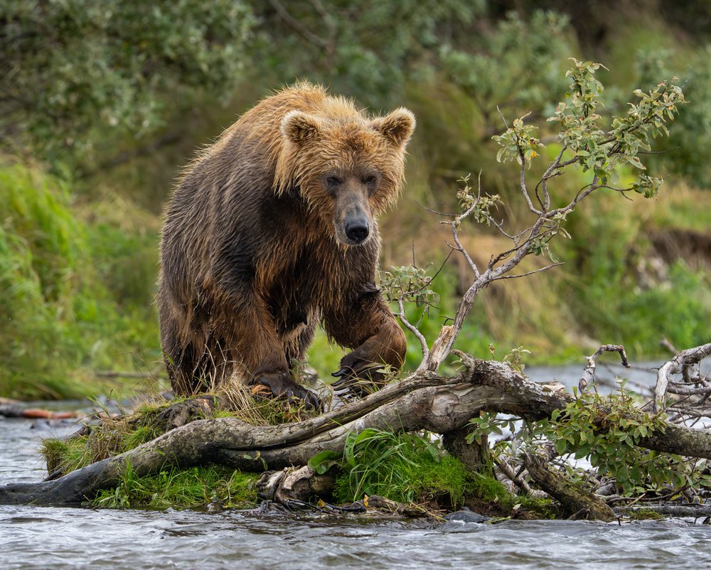 Alaskan Brown bear is standing on a log at the edge of a river surrounded by greenery, Katmai National Park, Alaska, USA.
