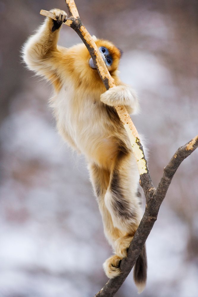 Golden monkey climbing and eating bark from a tree branch in the Qinling Mountains, Shaanxi Province, China.