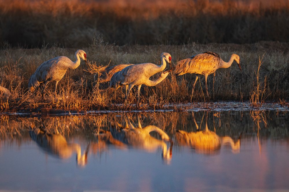 Sandhill cranes drink water at Sunset in a New Mexico wetland at Ladd S Gordon Waterfowl Complex, landscape, wildlife, Bernardo Waterfowl Management Ar, USA.