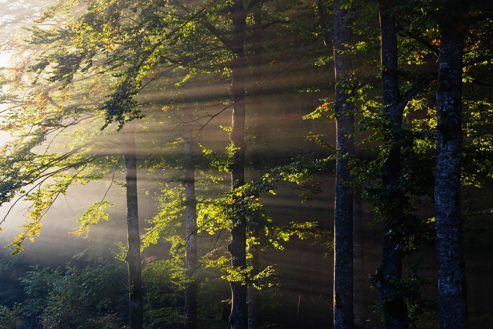 Sunlight filters through misty forest trees at Plitvice Lakes National Park in Croatia.