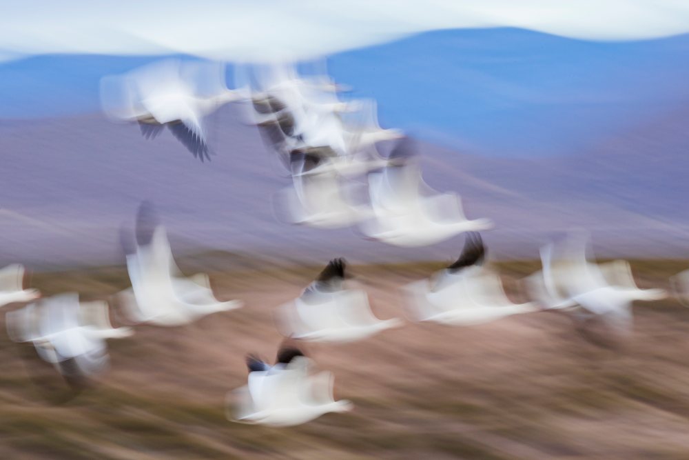 Snow Geese flying in motion with a mountain landscape in the background at Bosque del Apache, during daytime, San Antonio, New Mexico, USA.