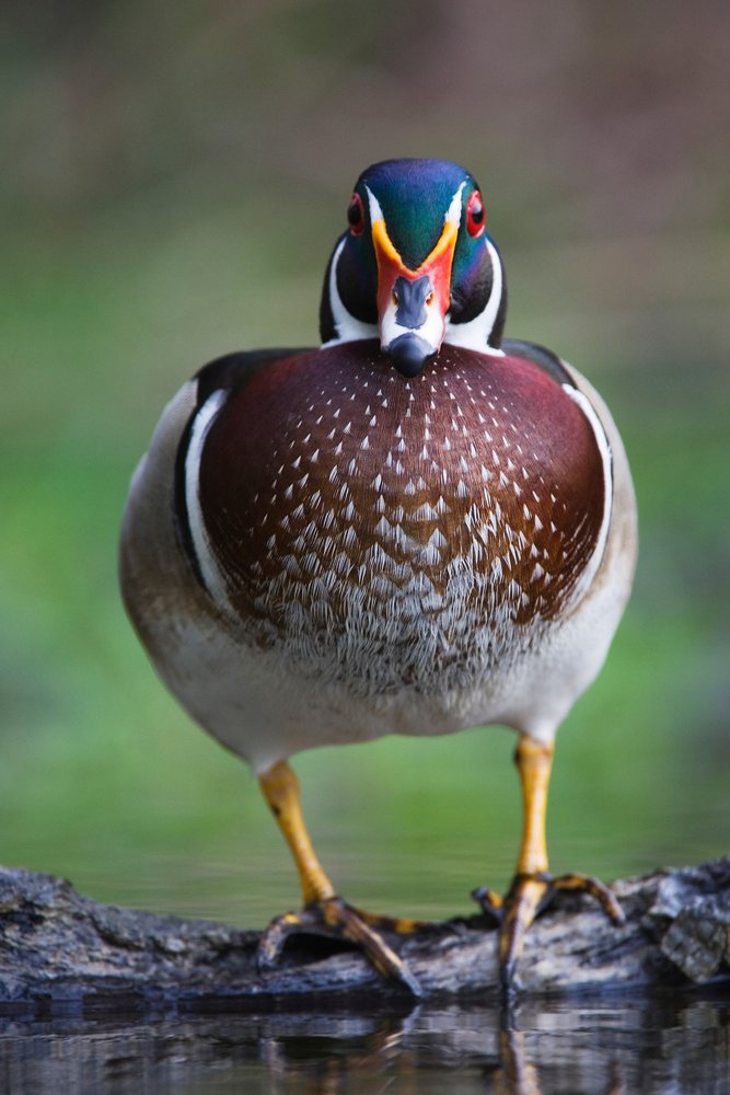 Wood duck perched on a branch above water in a natural outdoor setting, wildlife, Texas, USA.