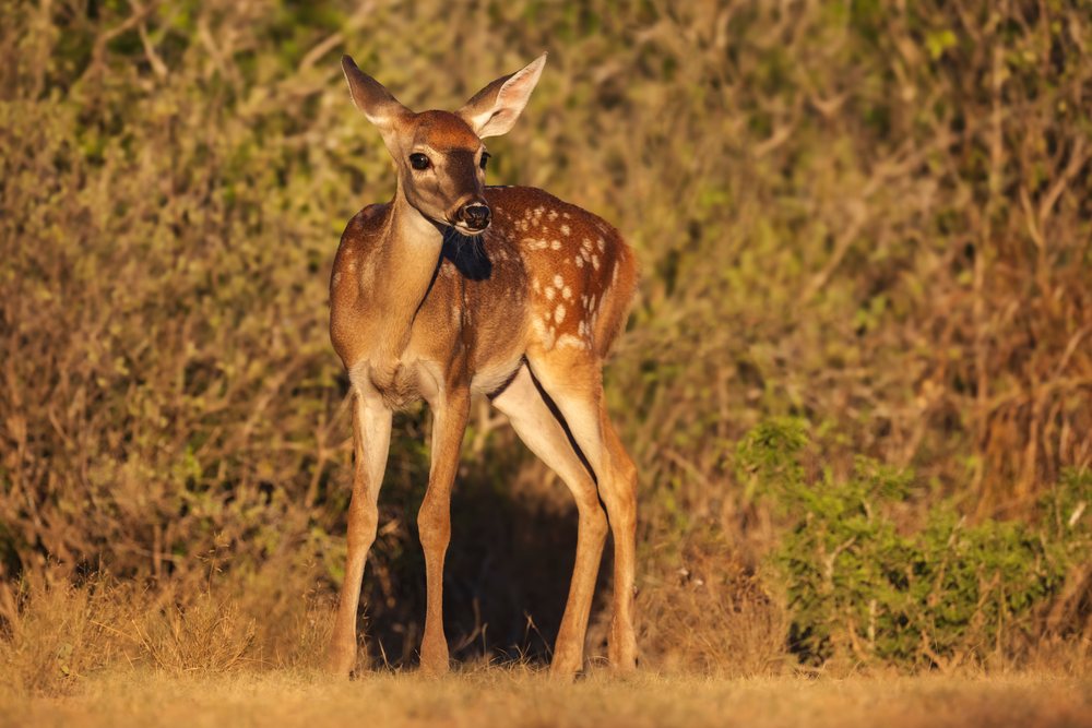 White-Tailed Deer Fawn with brown fur and white spots standing on grass, Wildlife, Rio Grande City, Texas, USA.
