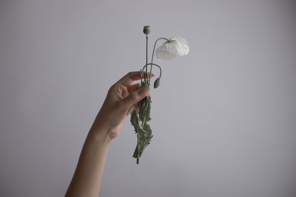 Hand a delicate white poppy flower with seed pod and green leaves against a minimal gray background in natural light, Art, portrait, emotional.