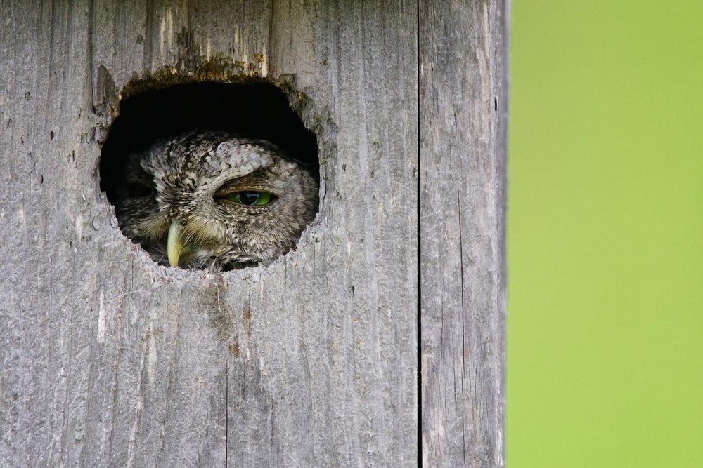 Screech owl peeks from a hole in a wooden nesting box set outdoors in Texas wildlife, USA.
