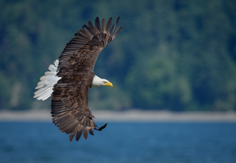 Bald eagle in flight above water with forest in background, Washington State, USA.