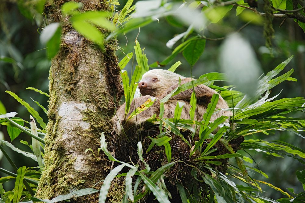 Two-toed sloth resting inside a fern- and moss-covered tree nest in a Costa Rican jungle, Costa Rica.