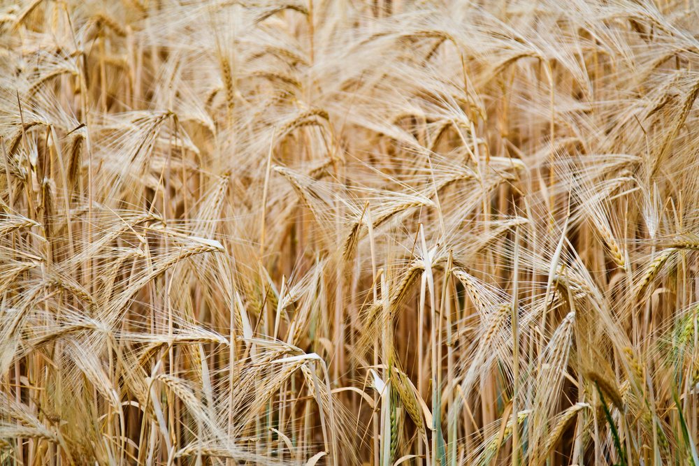 Dense golden wheat field with mature stalks and grain heads ready for harvest in a rural agricultural setting, Italy.