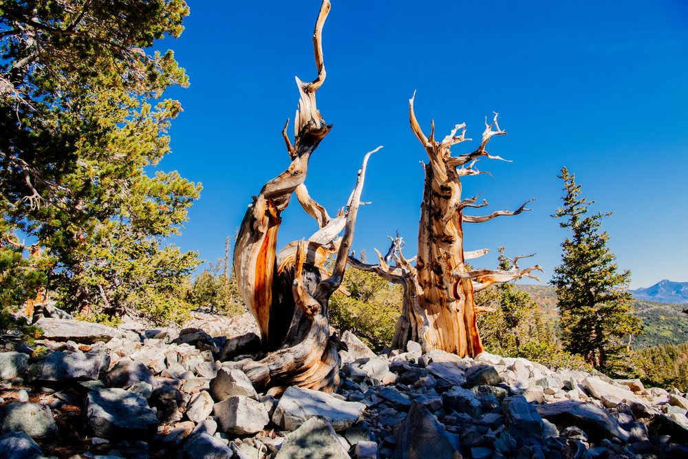 Ancient bristlecone pine trees stand on rocky terrain with pine forest and mountains beneath a clear blue sky in the North American wilderness, Great Basin, endorheic watersheds, North America, USA.