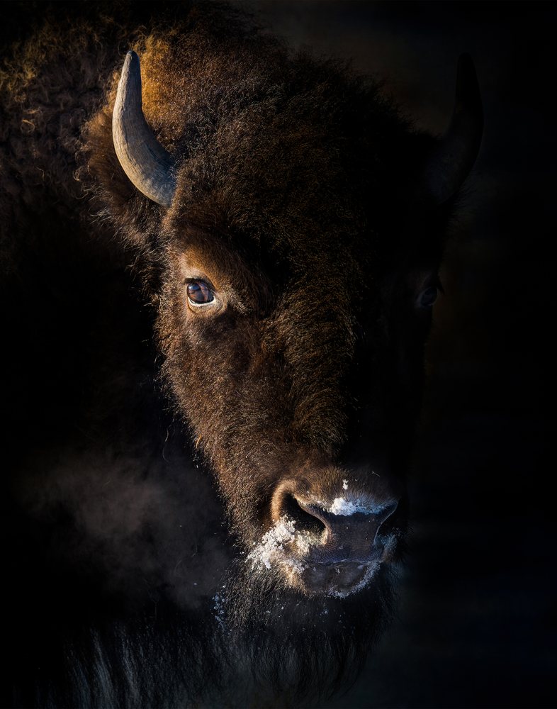 Bison breathes visible vapor with snow on its muzzle against a dark background in the USA wilderness, wildlife.
