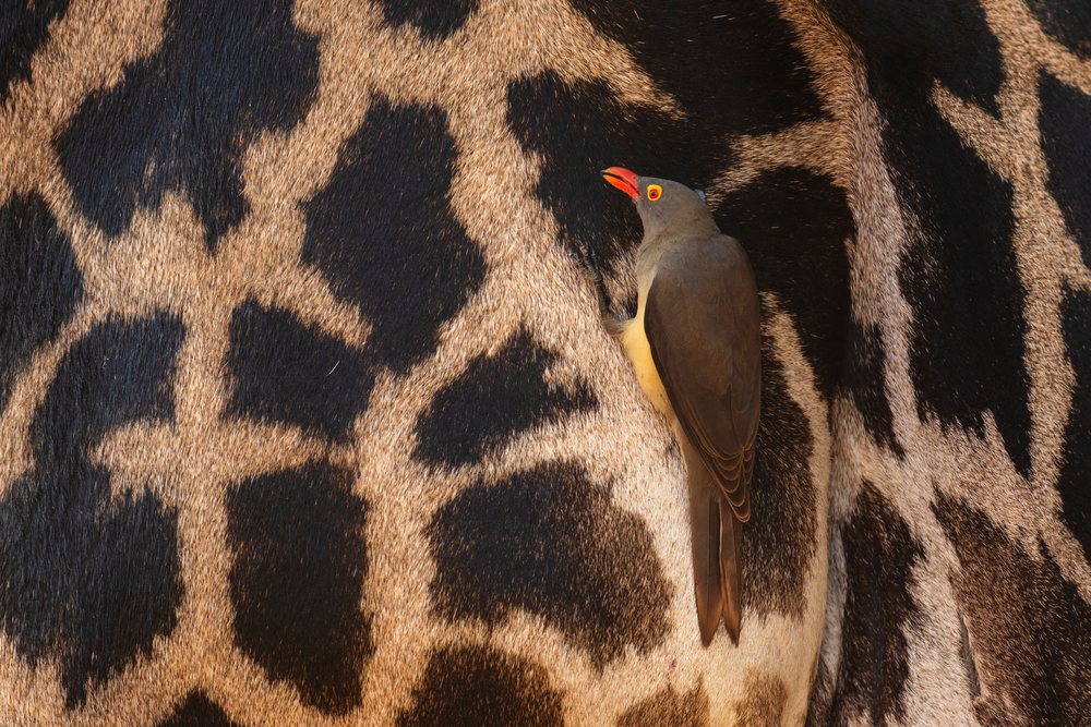 Red-Billed Oxpecker with orange beak perched on Giraffe's patterned fur, Wildlife, Mfuwe, South Luangwa National Park, Zambia.