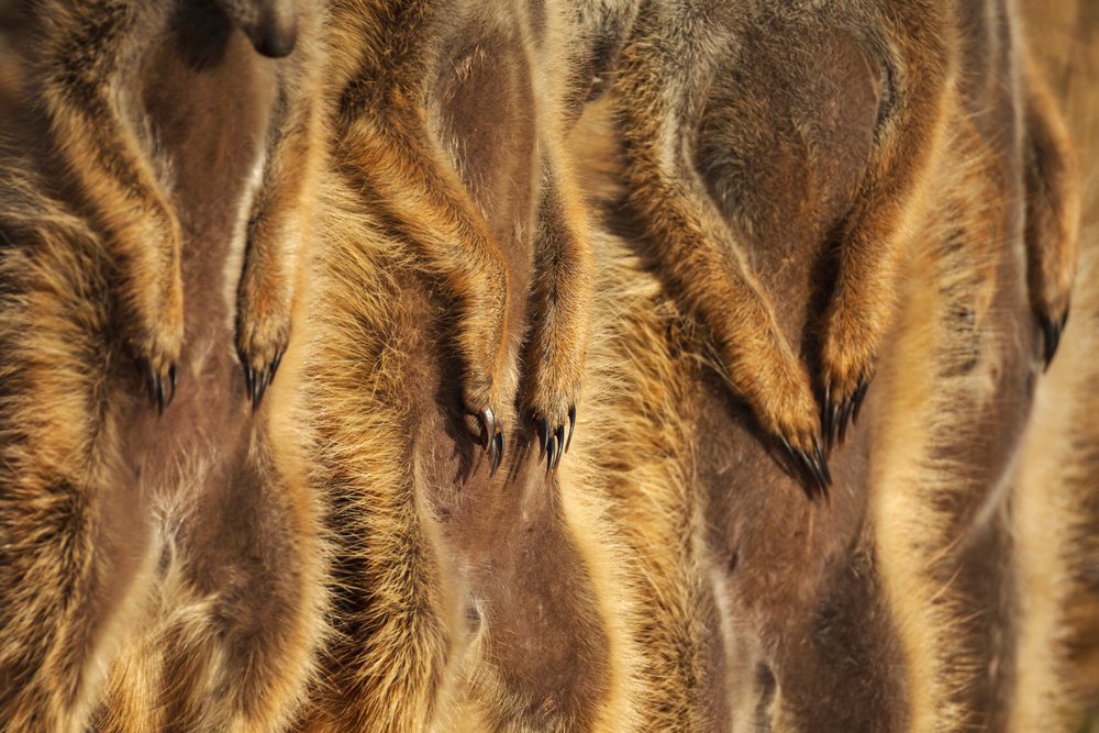 Close-up of meerkat claws with golden brown fur at sunrise in the Kalahari Research Center, Wildlife, Vanzylsrus, Northern Cape, South Africa.