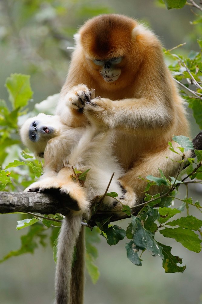 Golden monkey mother grooms her baby while sitting on a tree branch, Shaanxi Province, China.
