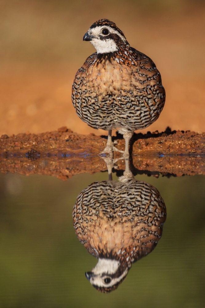 Bobwhite Quail standing on rough brown ground with clear reflection, Wildlife, Rio Grande City, Texas, USA.