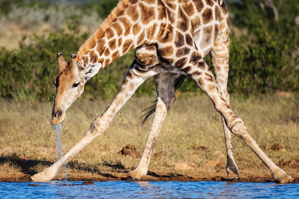 Giraffe bending legs wide apart to drink water at Rateldraf Waterhole, Namibia savanna, landscape, wildlife, Etosha National Park, Kunene Region.