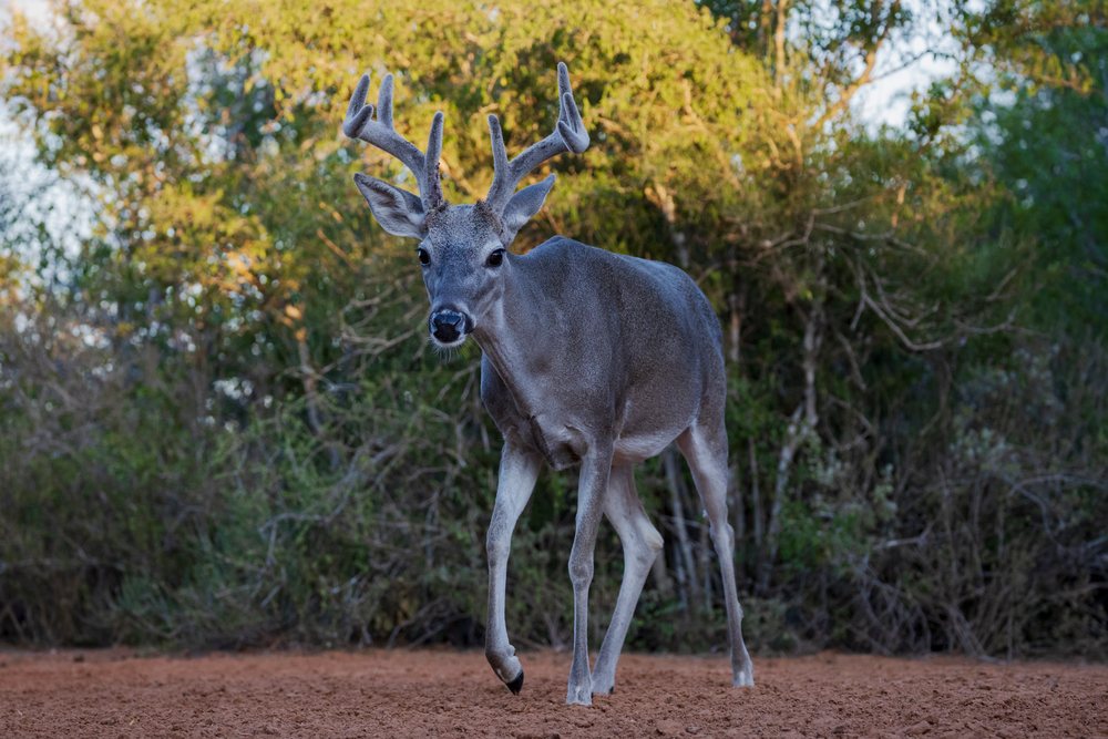 8-Point buck cautiously approaches a waterhole at the forest edge of Santa Clara Ranch, Wildlife, Rio Grande City, Texas, USA.
