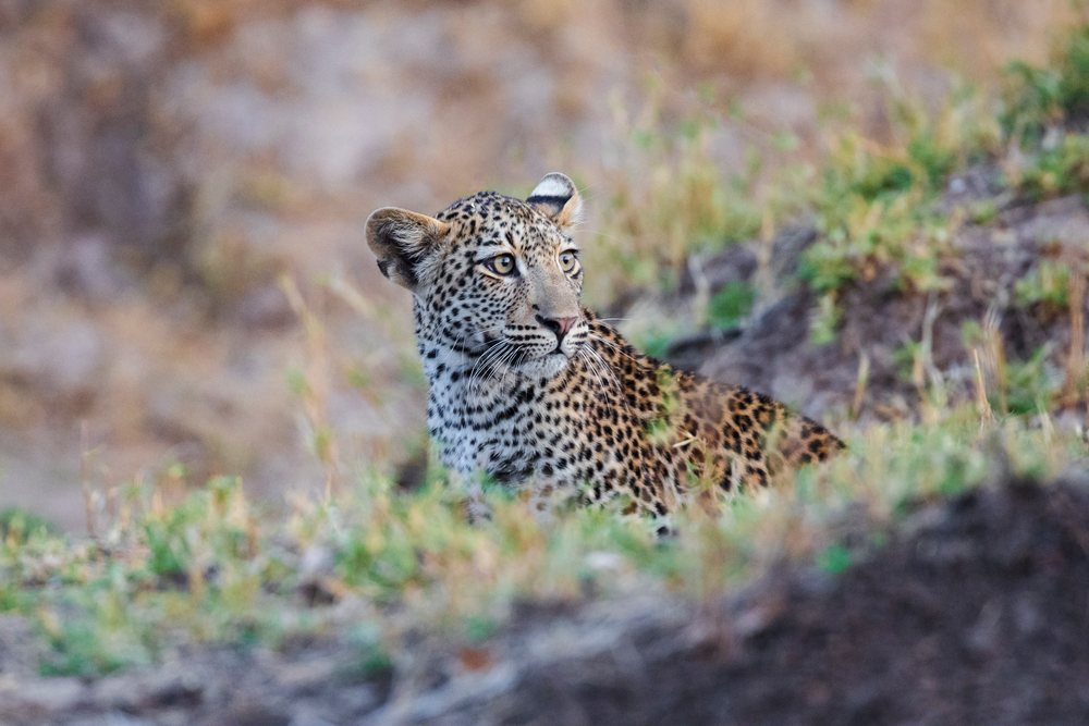 Female Leopard resting alertly in grassy terrain of, Wildlife, Mfuwe, South Luangwa National Park, Zambia.