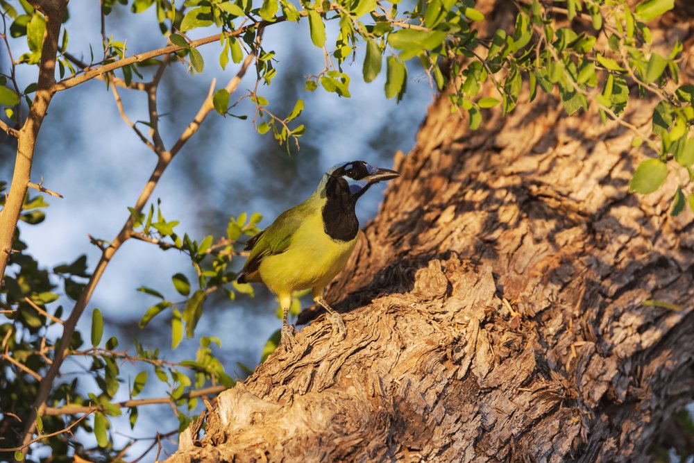 Green jay with green plumage perched on rough tree bark at Sunset, Wildlife, Rio Grande Valley, Texas, USA.