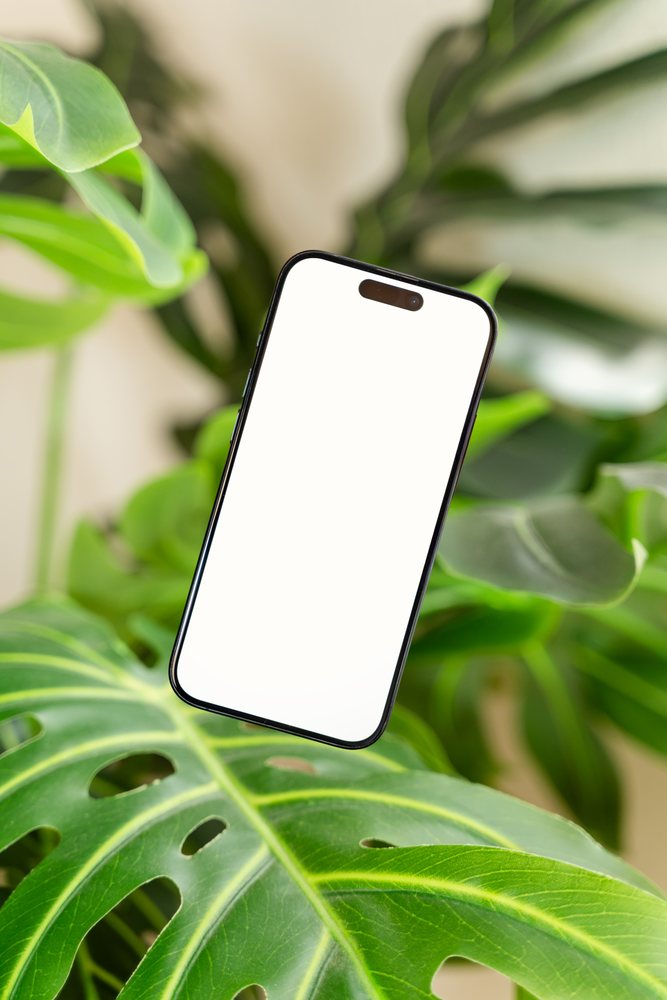Smartphone with blank white screen resting on large green Monstera deliciosa leaf indoors with natural foliage background, mock up, Spain.