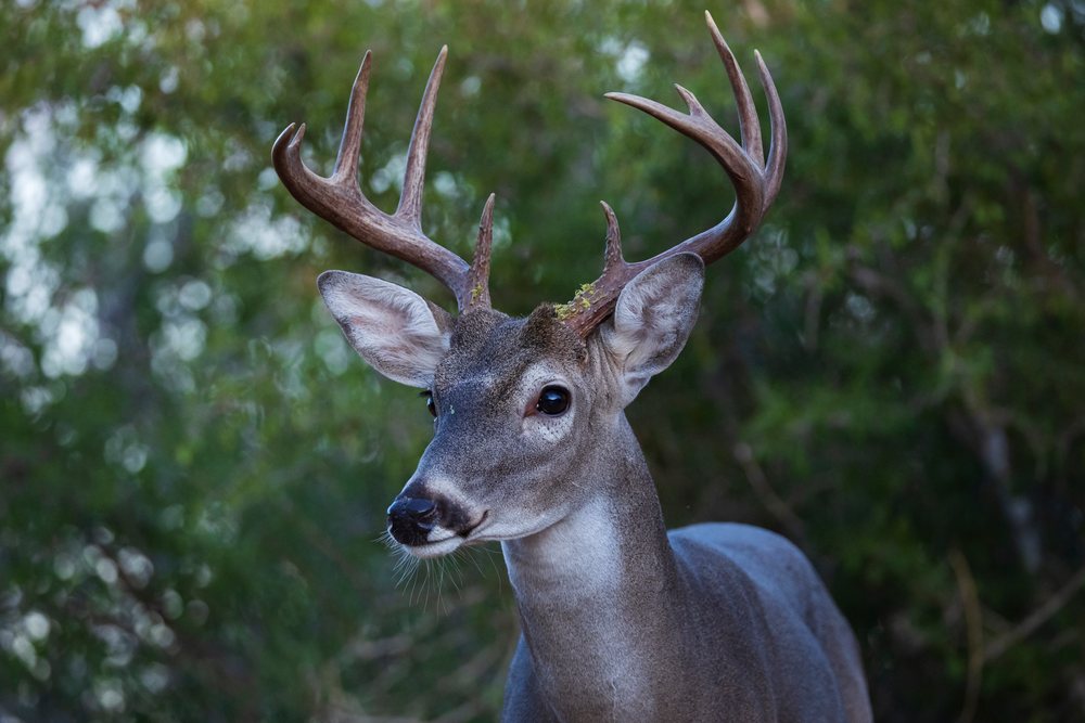 Close-up portrait of a Buck with large antlers in its natural forest habitat, Wildlife, Rio Grande City, Texas, USA.