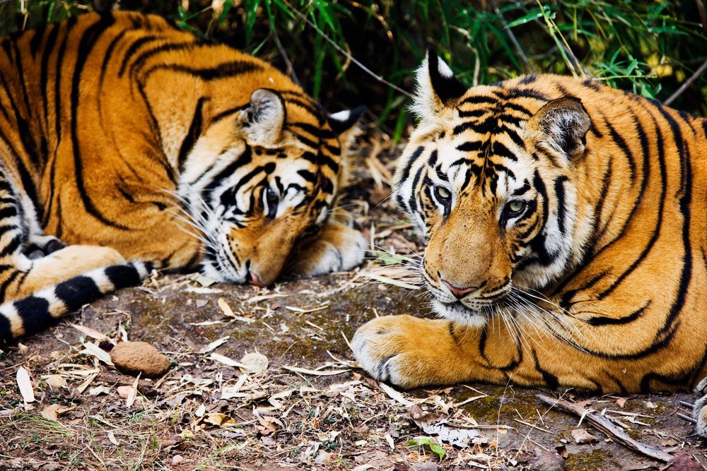 Two tigers resting on a forest floor covered with dry leaves in a natural wildlife environment.