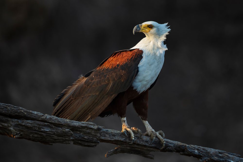 African Fish Eagle perched on a branch, showing detailed feathers and talons, Wildlife, Mfuwe, South Luangwa National Park, Zambia.