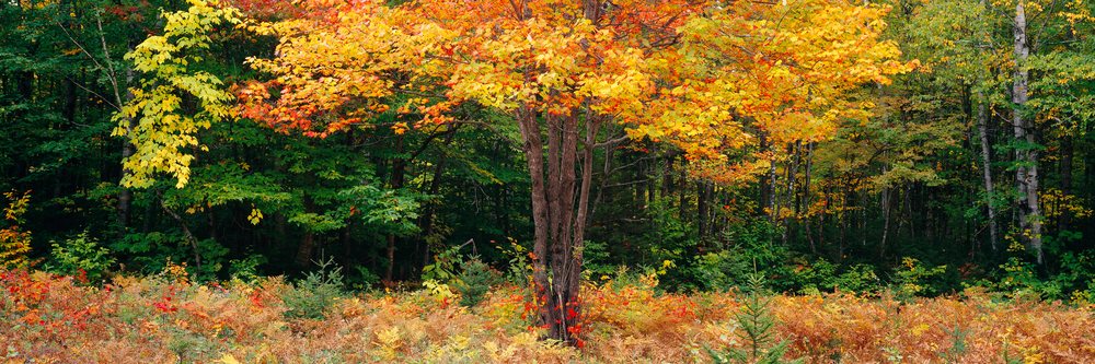 Maple tree with vibrant yellow and orange leaves amidst autumn forest undergrowth and shrubs.