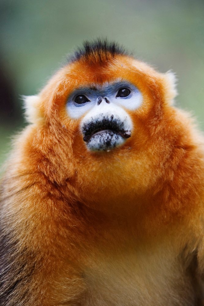 Golden monkey with vibrant orange fur and distinctive facial coloration in a forest habitat, Shaanxi Province, China.