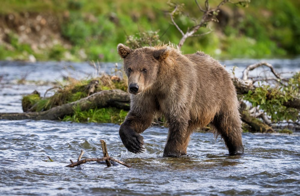 Alaskan Brown bear walking in shallow river water surrounded by natural vegetation, Katmai National Park, Alaska, USA.
