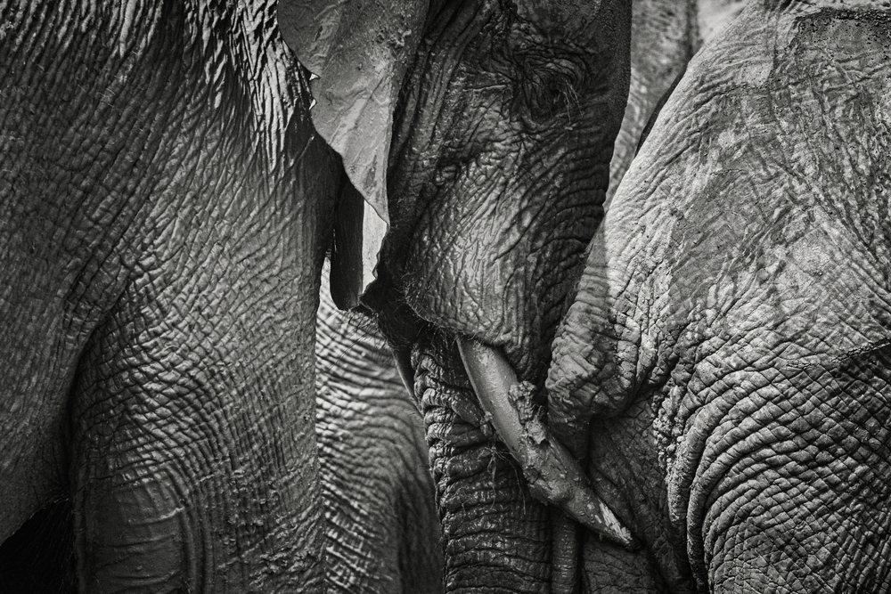 Close-up of two African elephants with tusks and textured skin, Wildlife, Mfuwe, South Luangwa National Park, Zambia.