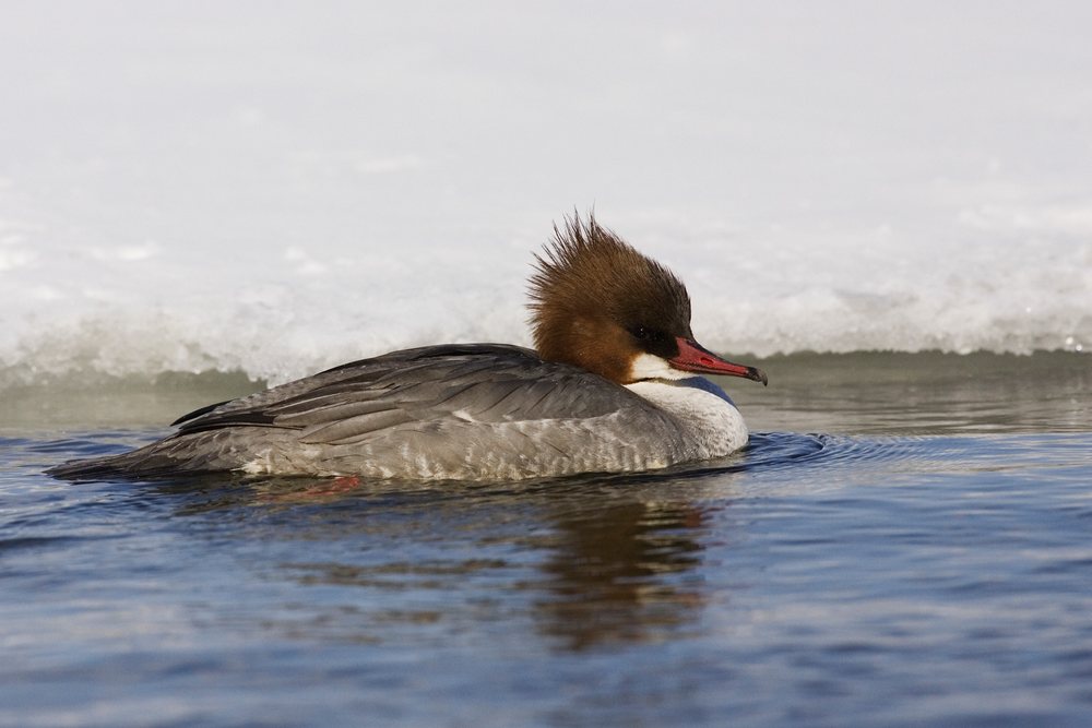 Merganser duck swimming in Lake Kussharo during winter, with ice visible on the water, Japan, Asia.