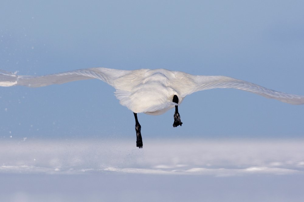Whooper swan flying over snow-covered landscape under a clear pale blue sky, Shiretoko Peninsula, Hokkaido, Japan.