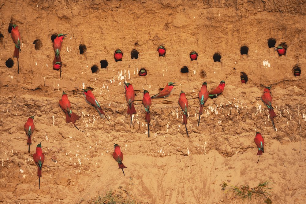 Carmine Bee-Eaters nesting in holes of a mud cliff, Wildlife, Mfuwe, South Luangwa National Park, Zambia.