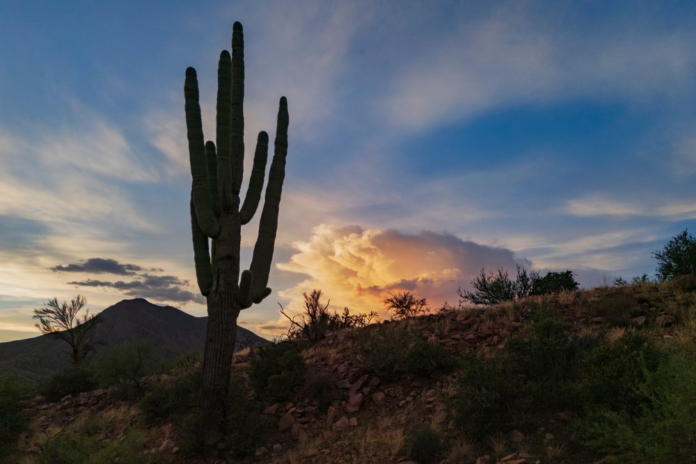 Silhouetted Saguaro Cactus stands against Storm clouds and salt River Peak at Sunset, Storm Chasing, Weather, Environment, Globe, Arizona, USA.