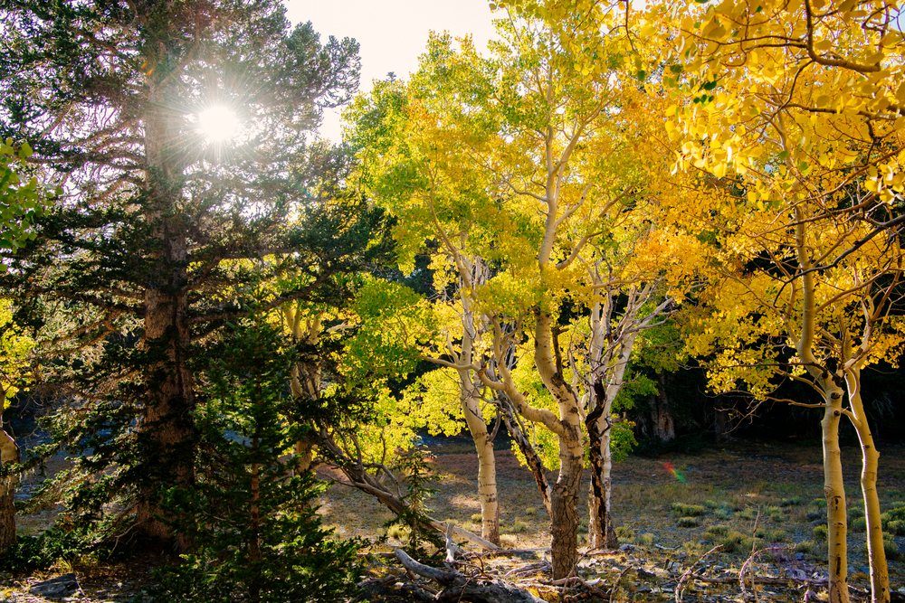 Sunlight filters through yellow leaves of aspen trees and a pine tree in a Nevada forest clearing, USA.