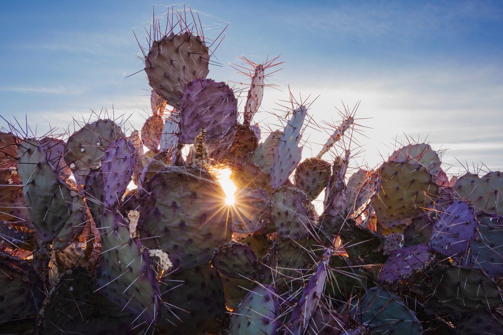 Prickly pear cactus with thick pads and long spines, landscape, wildlife, Mule Ears, Texas, USA.
