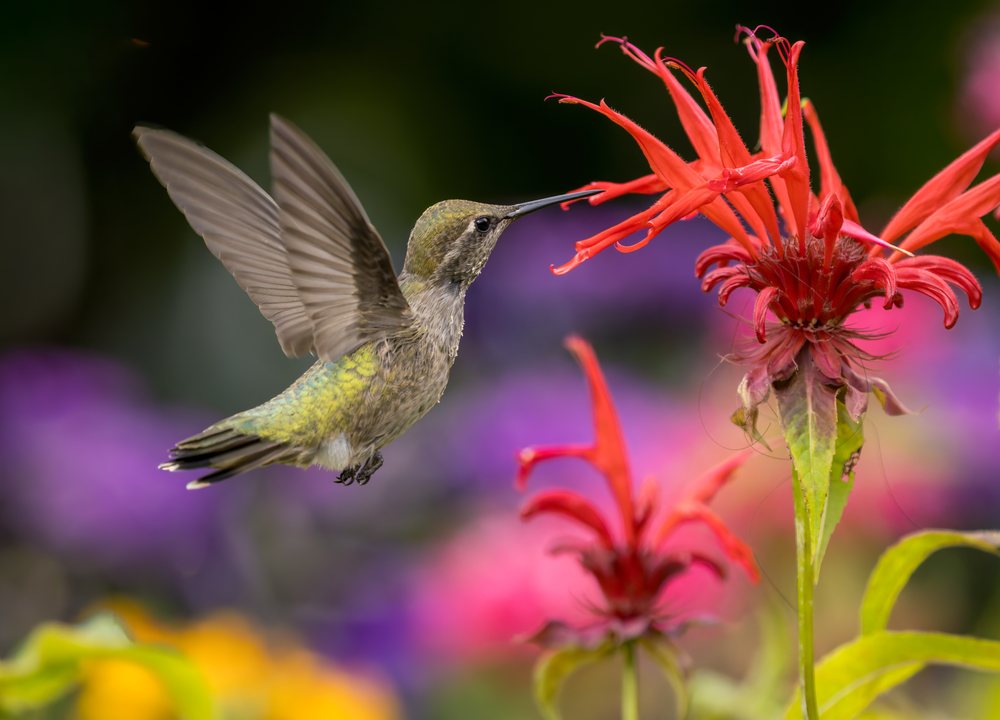 Hummingbird feeds on nectar from a red tubular flower amid a colorful garden setting.