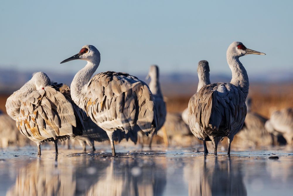 Sandhill Cranes roosting in a shallow pond at Ladd S Gordon Waterfowl Complex, landscape, wildlife, Bernardo Waterfowl Management Ar, New Mexico, USA.